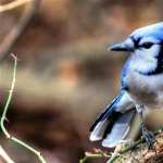 Blue Jay wallpapers for android