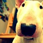 Bull Terrier desktop wallpaper