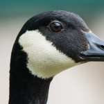 Canada Goose high definition wallpapers