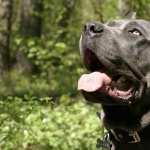 Cane Corso hd wallpaper