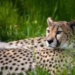 Cheetah 1080p