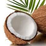 Coconut free