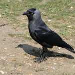 Crows hd photos