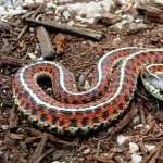 Garter Snake images