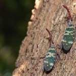 Lantern Fly photos