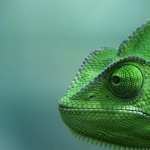 Lizards wallpapers for android