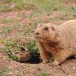 Marmot wallpapers for desktop