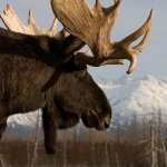 Moose high definition wallpapers