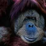 Orangutan free wallpapers