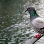 Pigeon images