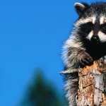 Raccoon high definition wallpapers