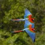 Red-and-green Macaw download wallpaper