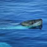 Sea Lion wallpapers for android
