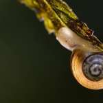 Snail wallpapers for android