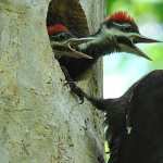 Woodpecker hd pics