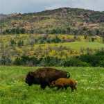American Bison pics
