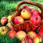 Apple Food image