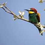 Bee-eater wallpapers for android