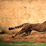 Cheetah high definition wallpapers