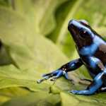 Poison Dart Frog wallpapers for android