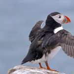 Puffin high quality wallpapers