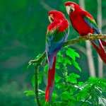 Red-and-green Macaw high quality wallpapers
