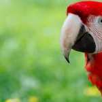 Red-and-green Macaw wallpaper