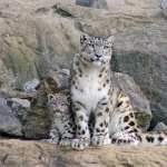 Snow Leopard images