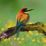 Bee-eater wallpapers for iphone