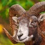 Bighorn Sheep hd