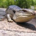 Blue-Tongue Skink wallpapers for iphone