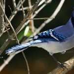 Blue Jay images