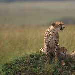 Cheetah hd pics