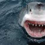 Great White Shark hd photos