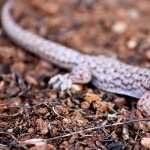 Leopard Gecko background