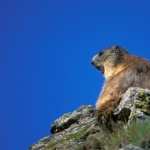Marmot hd photos