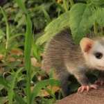 Opossum photos