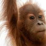 Orangutan free