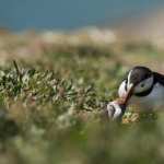 Puffin wallpapers hd