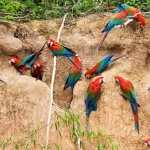 Red-and-green Macaw wallpapers for iphone