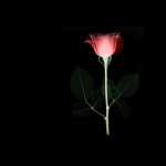 Rose Artistic free wallpapers