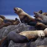 Sea Lion high quality wallpapers