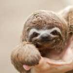 Sloth hd desktop