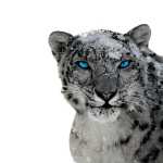 Snow Leopard wallpapers for iphone