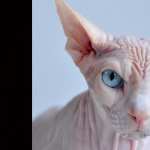 Sphynx Cat new wallpapers
