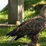 White-tailed Eagle new wallpapers