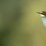 Bee-eater photos