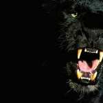 Black Panther hd pics