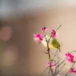 Japanese White-eye high quality wallpapers