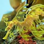 Leafy Seadragon wallpapers for android
